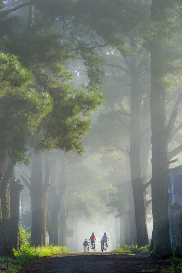 street, trees, exploration