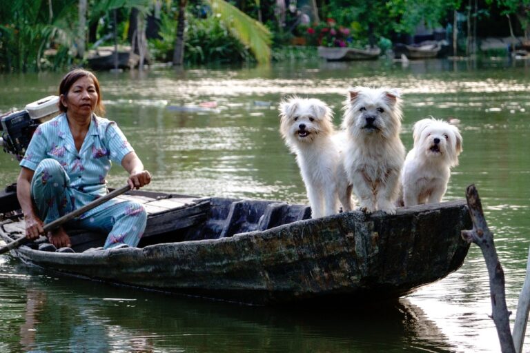 dogs, white, river