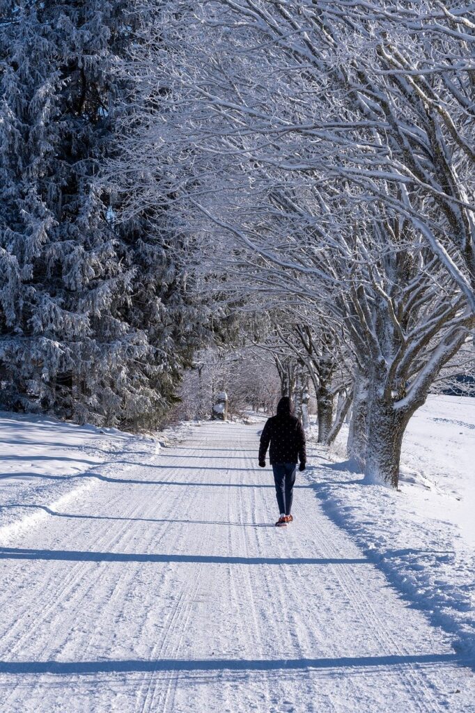 snow, trees, winter magic