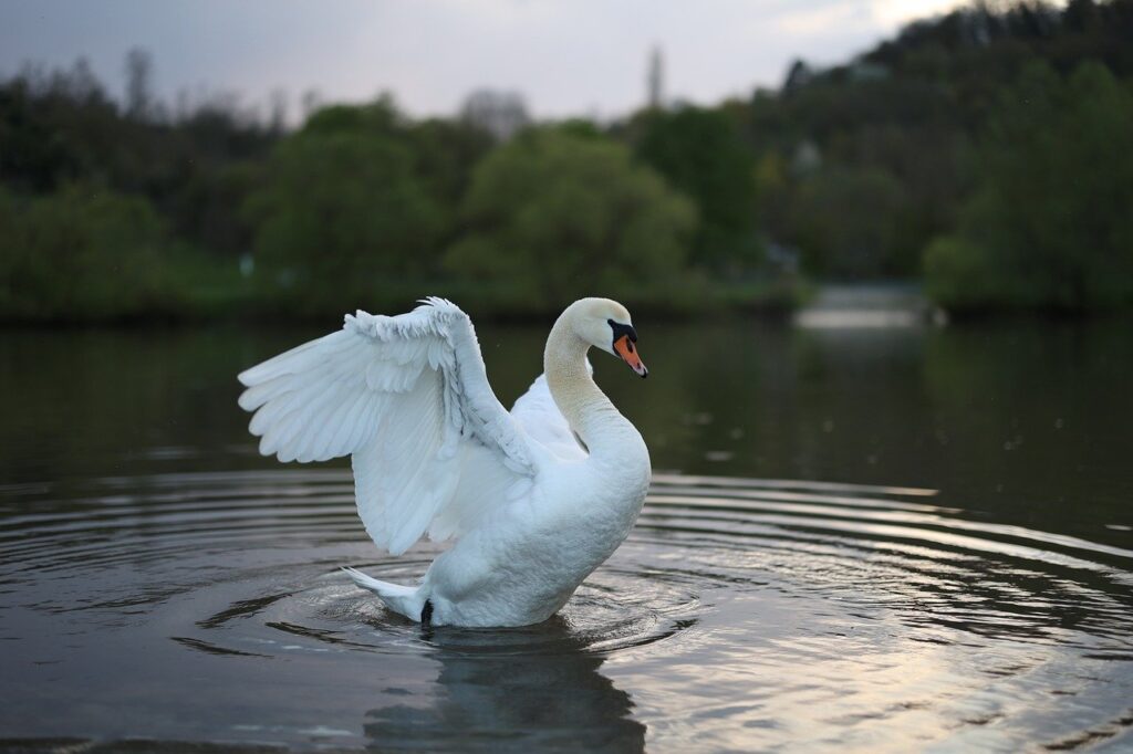 animal, nature, bird