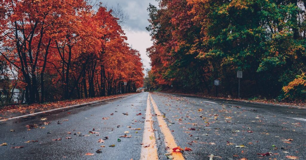 Concrete Road Between Trees