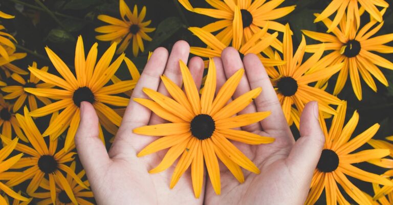 Person Holding Yellow Black-eyed Susan Flowers in Bloom