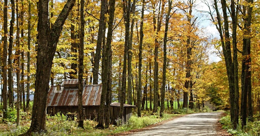 House Near Road on Forest