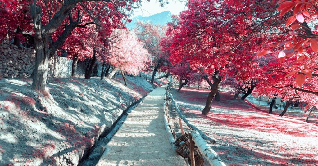 Pink Cherry Blossom Trees on Gray Concrete Road