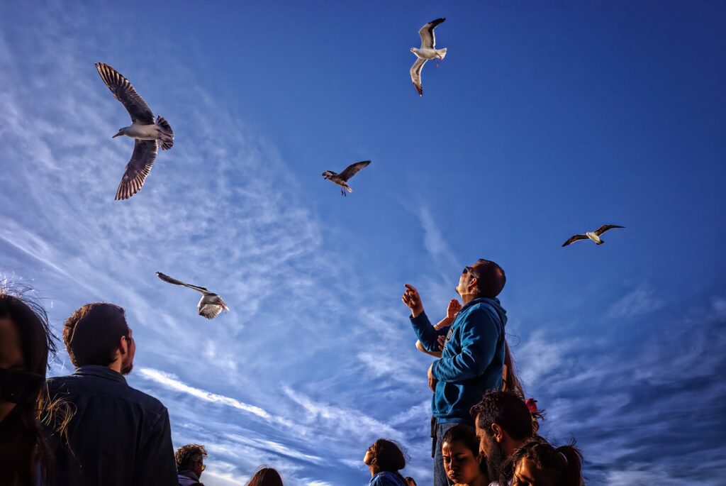 seagulls, gulls, birds